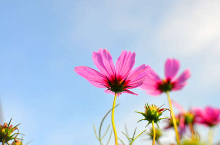 Pink flower with blue sky in the morningの写真素材