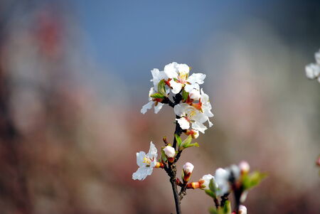 White flower in gardenの写真素材