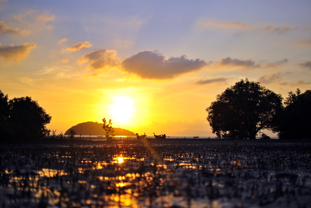 Sunset at Mangrove forest with fishing boatの写真素材