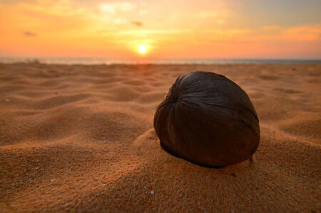 One coconut on the sand beach during sunset time in Thailandの写真素材