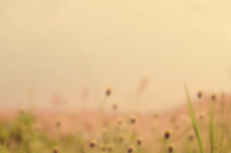 Blurred grass flower on sunset beach nature abstract background.Pastel color style.