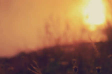 Blurred grass flower on sunset beach nature abstract background.Pastel color style.の写真素材