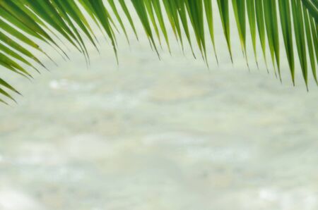 blur tropical beach with palm leaf abstract backgroundの写真素材