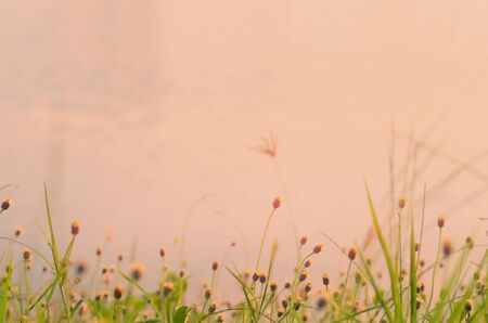 Blur grass flower on tropical sunset beach abstract background.Nature background.Retro color style.の写真素材