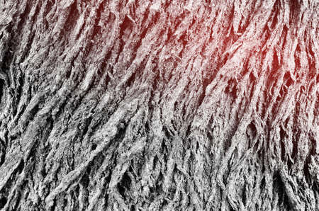 Tree bark wood texture background.Retro color style.の写真素材