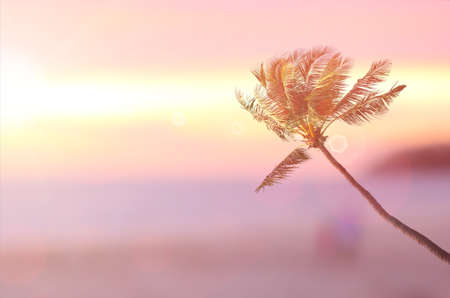 Blur tropical sunset beach with palm tree abstract background.Travel concept.