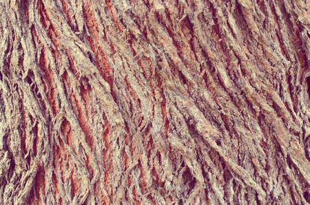 Tree bark wood texture background.Retro color style.