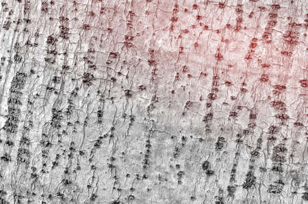 Tree bark wood texture background.Retro color style.の写真素材