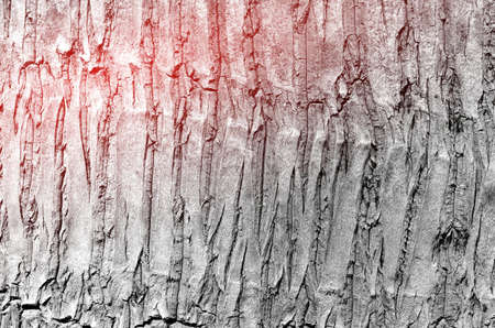 Tree bark wood texture background.Retro color style.の写真素材