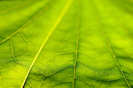 Close up nature green leaf texture background.Shallow depth of field.