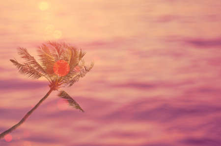 Blur palm tree on tropical sunset beach abstract background. Travel concept. Retro color style.の写真素材