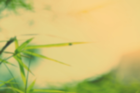 Blur nature green bamboo leaf with sun light abstract background.の写真素材
