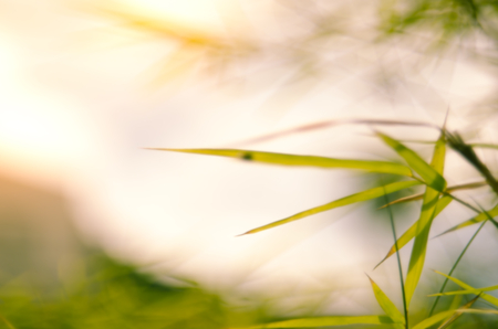 Blur nature green bamboo leaf with sun light abstract background.の写真素材
