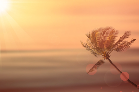 Blur palm tree on tropical sunset beach abstract background. Travel concept. Retro color style.の写真素材