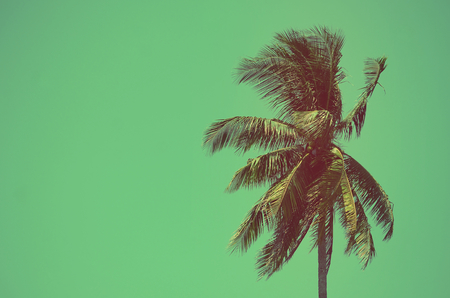 palm tree on blue sky background. Retro color style.の写真素材