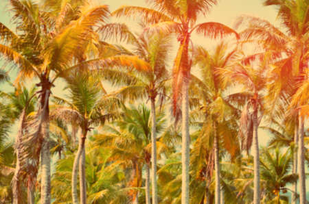 Blur nature bokeh sun light palm leaf abstract background. Retro color style.の写真素材