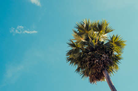 palm tree on blue sky background. Retro color style.の写真素材