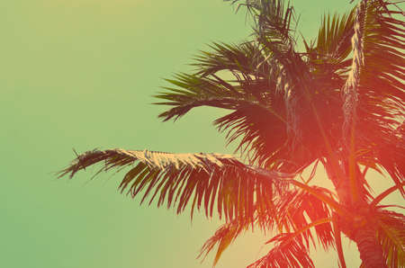 palm tree on blue sky background. Retro color style.の写真素材