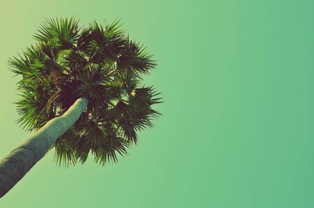 palm tree on blue sky background. Retro color style.の写真素材