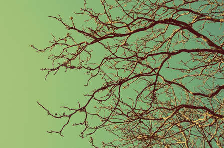 Autumn tree branch background.Retro color style.の写真素材