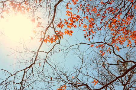 Autumn tree branch background.Retro color style.の写真素材