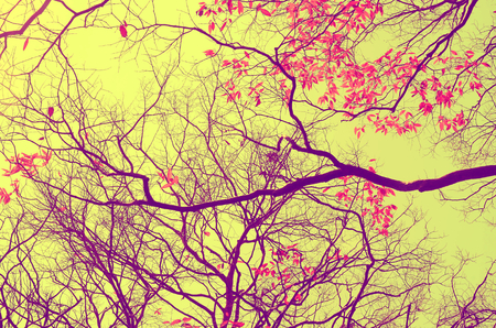 Autumn tree branch background.Retro color style.