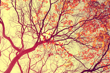 Autumn tree branch background.Retro color style.