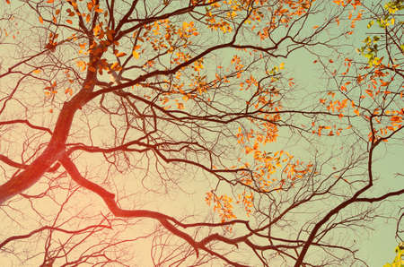 Autumn tree branch background.Retro color style.