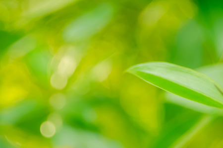 Nature green bokeh sun light abstract background.の写真素材