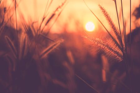 Nature grass flower in sunset,Shallow depth of field. Retro color style.