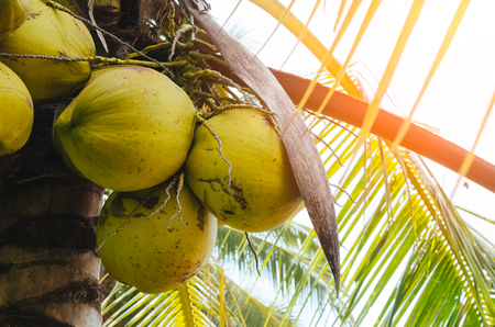 Nature coconut on tree with sun light. Food and agriculture concept.の写真素材