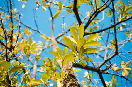 Nature autumn leaf and tree branch on sky abstract background. Ecology and environment concept....