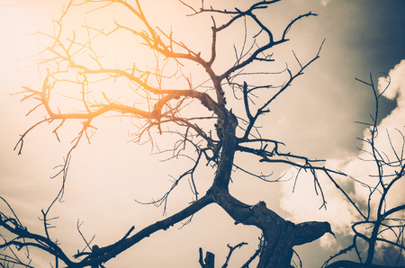 Dried nature silhouette tree branch on sky abstract background. Vintage tone filter color style.の写真素材