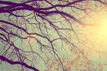 Nature autumn silhouette tree branch on sky abstract background. Ecology and environment concept. Vintage tone filter color style.の写真素材