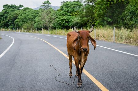 Cow on country road. Nature and transportation concept.の写真素材