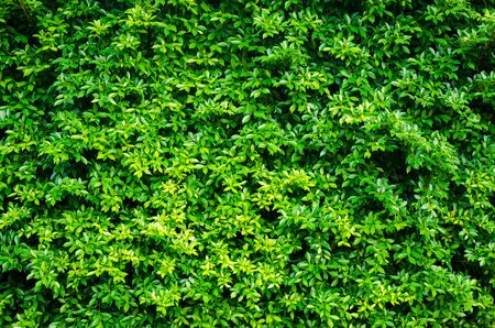 Copy space of green nature leaf abstract texture background. Environment and ecology concept.
