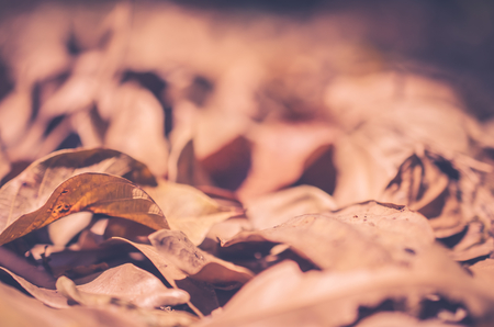 Close up dry leaves background. Retro color style.の写真素材