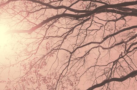Nature autumn silhouette tree branch on sky abstract background. Ecology and environment concept. Vintage tone filter color style.の写真素材