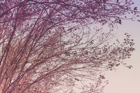 Nature autumn tree branch on sky abstract background. Ecology and environment concept. Vintage tone filter color style.の写真素材