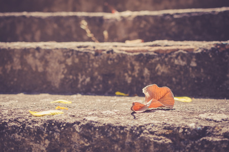 Copy space of dried leaf fall on stone stair abstract background. Autumn season concept. Sallow depth of field. Vintage tone filter color style.の写真素材