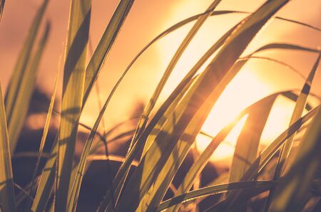Green grass in sunset and bokeh sun light abstract background. Nature and environment concept. Vintage tone filter color style.の写真素材