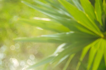 Copy space of blur palm leaf tree on blue sky and white clouds with bokeh sun ligth abstract texture background. Ecology and environment concept. Vintage tone filter color style.の写真素材