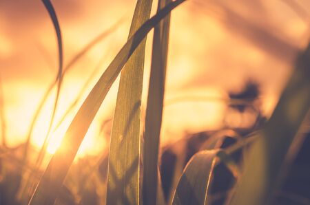 Green grass in sunset and bokeh sun light abstract background. Nature and environment concept. Vintage tone filter color style.の写真素材