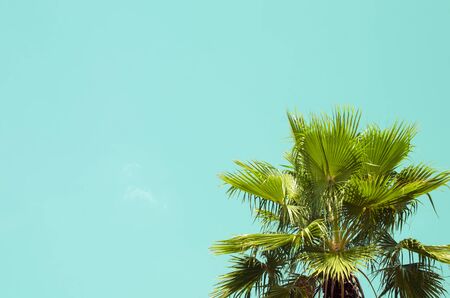 Copy space of palm tree on blue sky background. Retro color style.