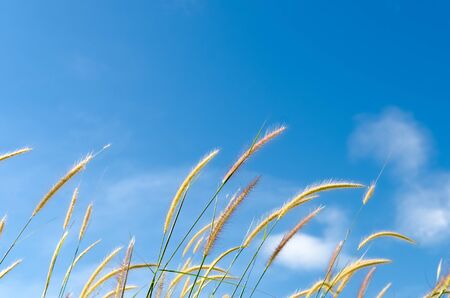 Copy space frame grass flower in blue sky and white clouds abstract background. Nature environment...
