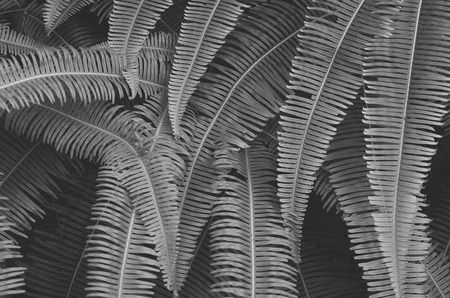Tropical nature green leaf texture abstract background. Tropical forest ecology environment and travel adventure concept. Black and white tone filter effect color style.の写真素材