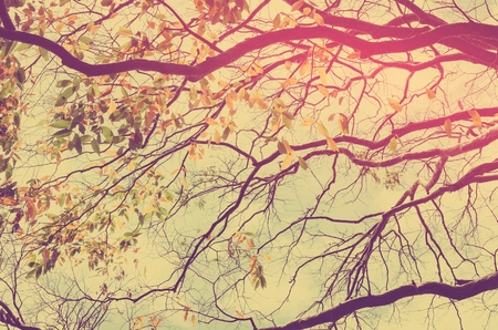 Nature autumn tree branch on sky and white clouds abstract texture background. Ecology environment and travel relax concept. Vintage tone filter effect color style.の写真素材