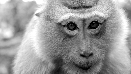 Close up face of monkey. Shallow depth of field. Black and white tone filter effect color style.