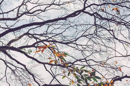 Nature autumn tree branch on sky and white clouds abstract background. Ecology environment and travel relax concept. Vintage tone filter effect color style.の写真素材