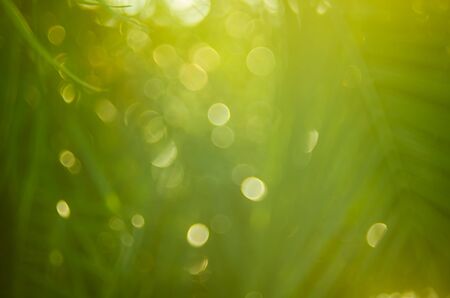 Copy space of blur palm leaf tree on blue sky and white clouds with bokeh sun ligth abstract texture...